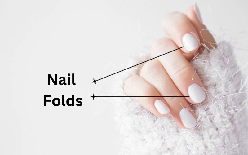 What Are the Nail Folds?