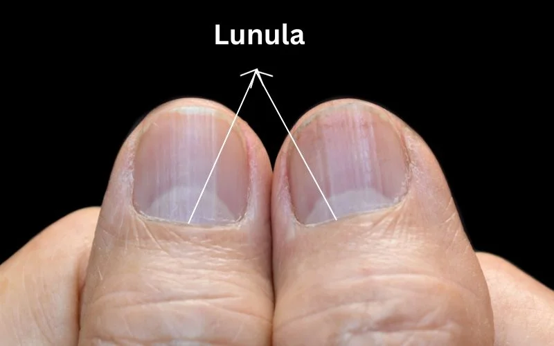 What Is the Lunula?