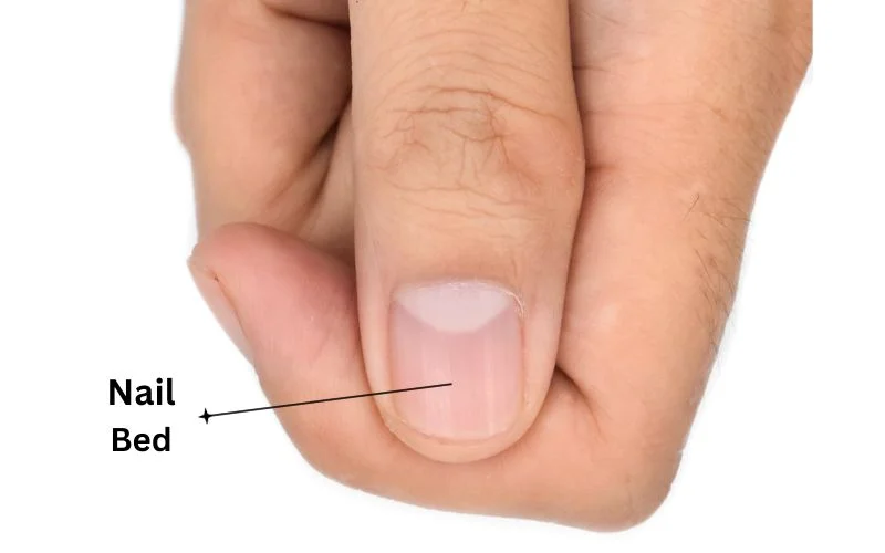 What Is the Nail Bed?